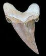 Auriculatus Shark Tooth - Dakhla, Morocco (Restored) #58424-1